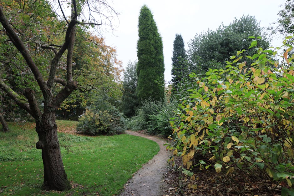 A winding dirt garden path curves through a lush, well-maintained landscape at Peckham Rye Park. On the left, a mature tree with textured, slightly gnarled dark bark extends its branches overhead, wit